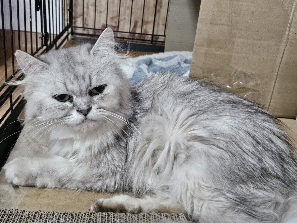 보령길고양이보호협회_444451202400934