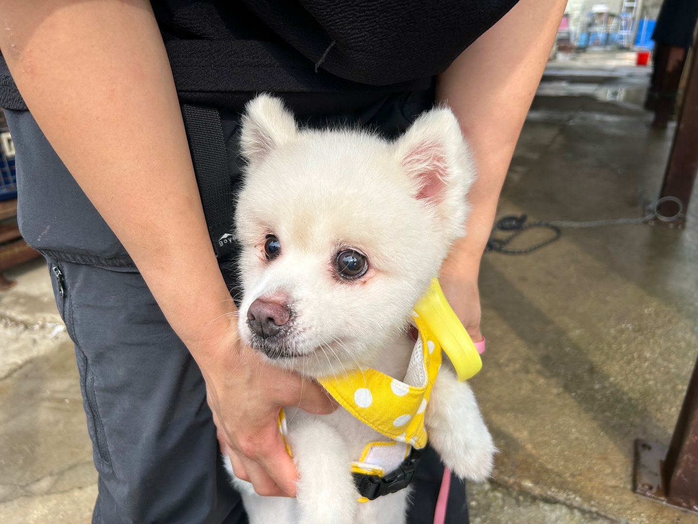 한국야생동물보호협회_441393202401664