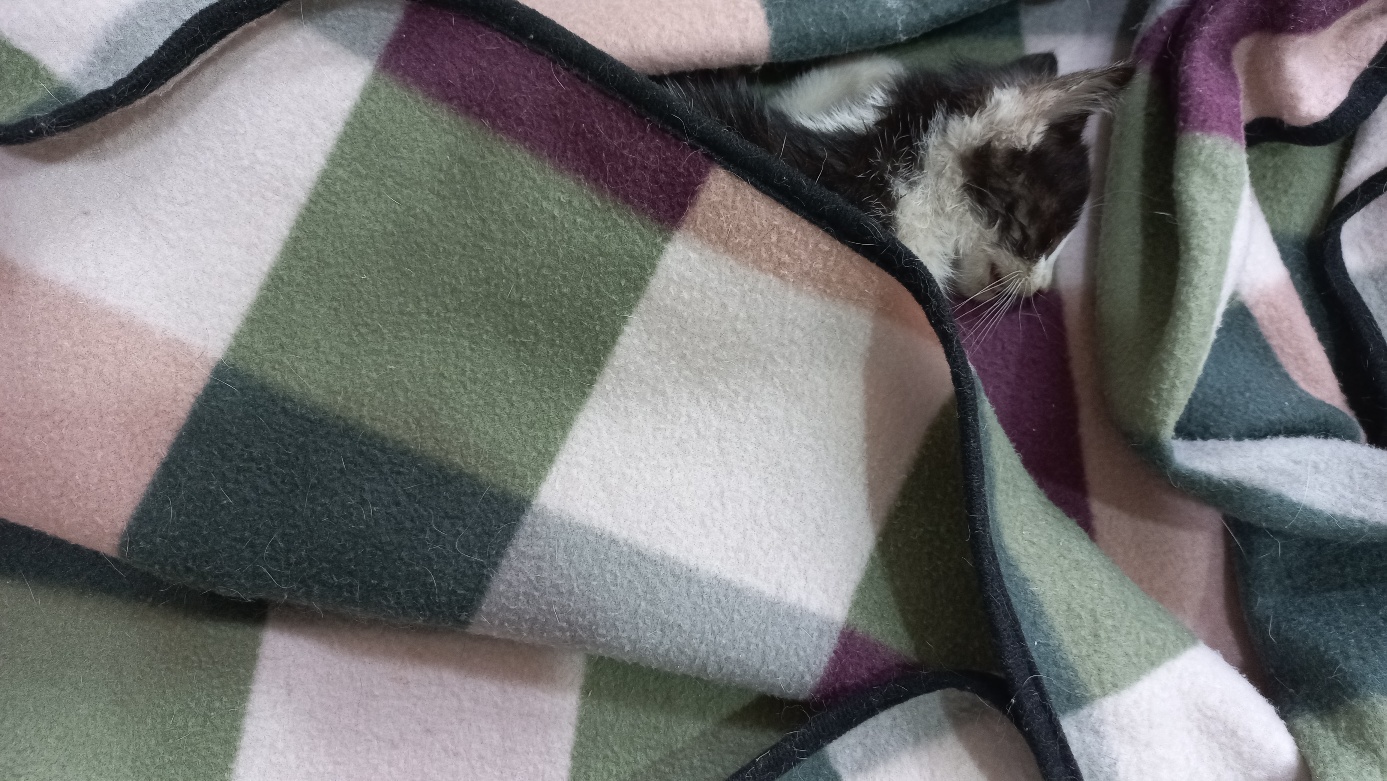 멘토동물병원_427346202400974