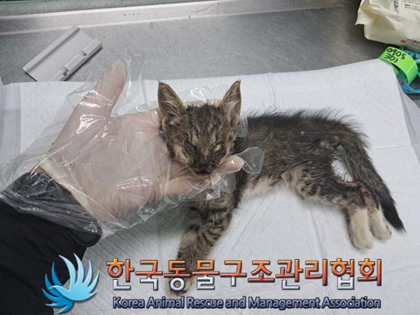 한국동물구조관리협회_411307202400441