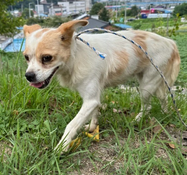 보호중 믹스견의 가…