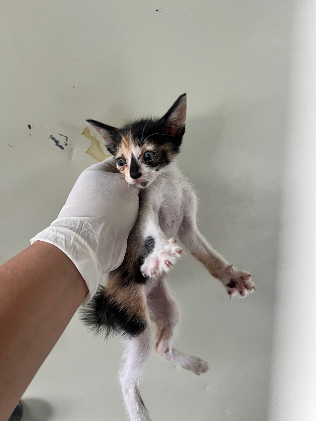부산동물보호센터_426328202400306