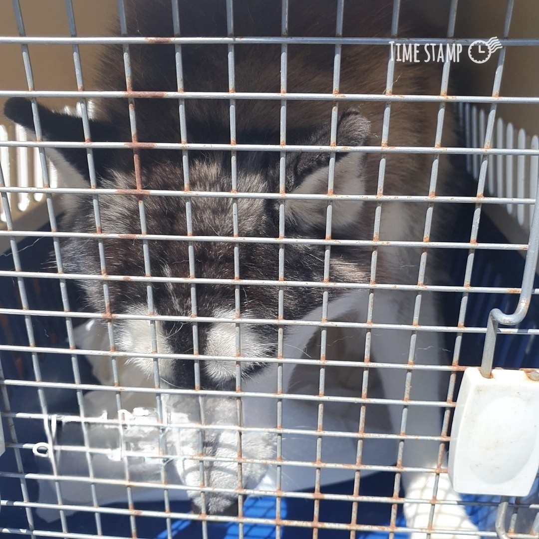 울산유기동물보호센터_431373202401214
