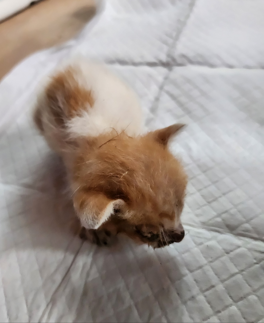 울산유기동물보호센터_431373202401217