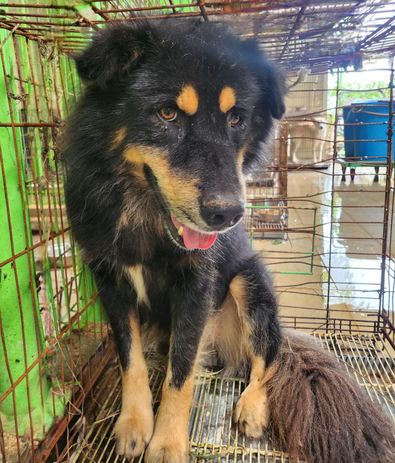 울산유기동물보호센터_431373202401216