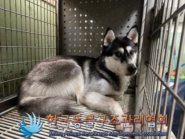 한국동물구조관리협회_411323202400940