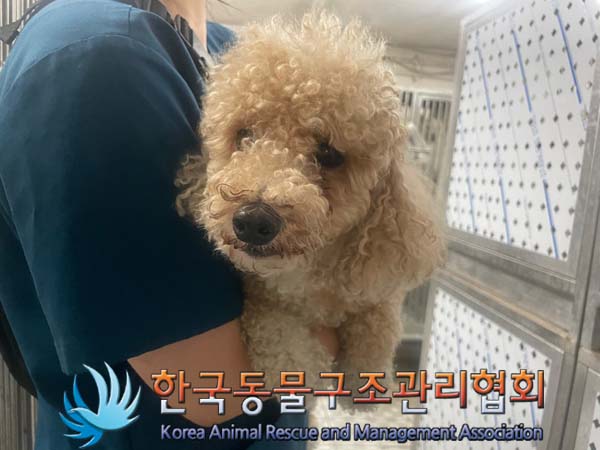 종료(반환) 푸들의…