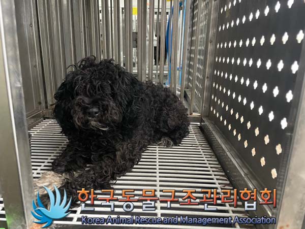 종료(안락사) 푸들…