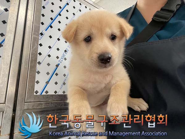 한국동물구조관리협회_441560202401096