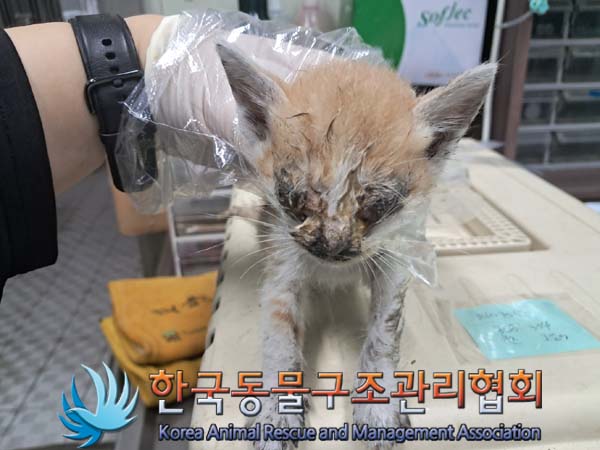 한국동물구조관리협회_441560202401095