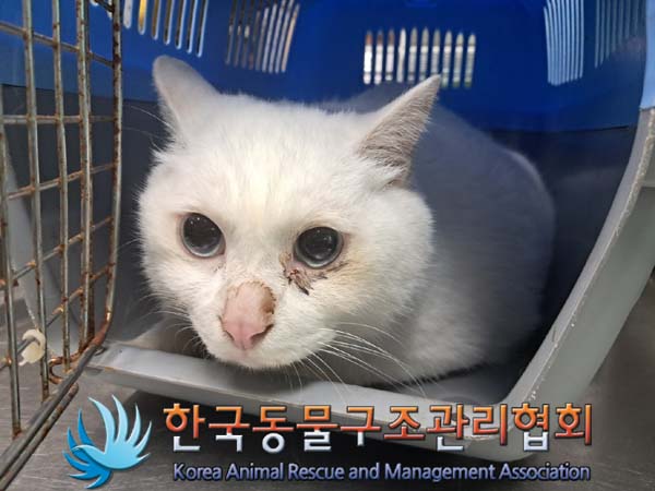 한국동물구조관리협회_411322202400452