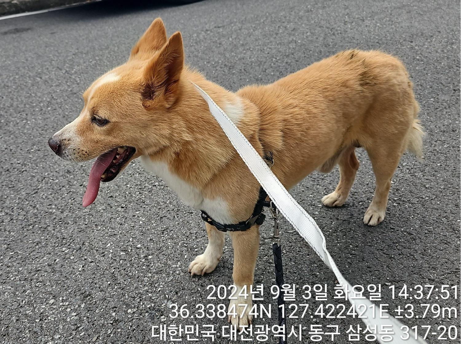 종료(반환) 믹스견…