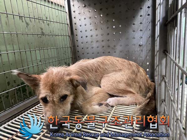 한국동물구조관리협회_411311202400624