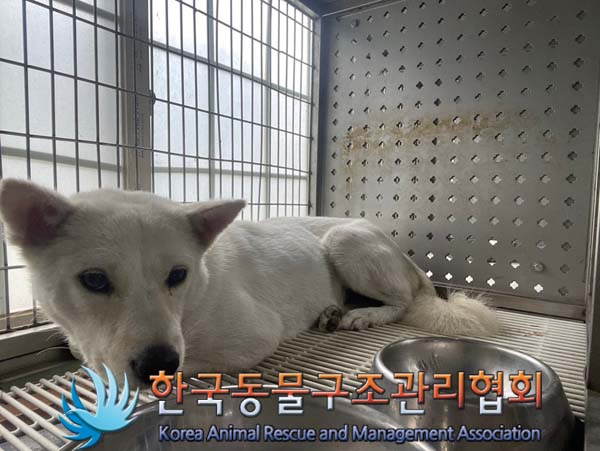 한국동물구조관리협회_441560202401093