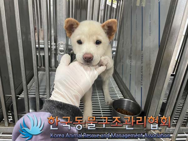 한국동물구조관리협회_411307202400442