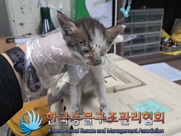 종료(자연사) 한국…