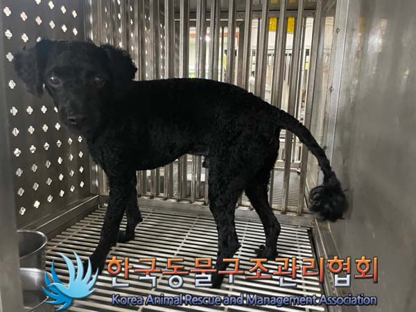 보호중 푸들의 가족…