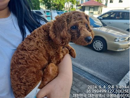 종료(반환) 푸들의…