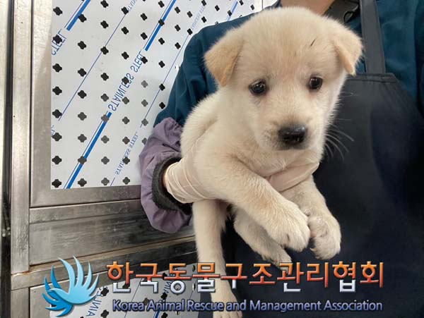 한국동물구조관리협회_441560202401098