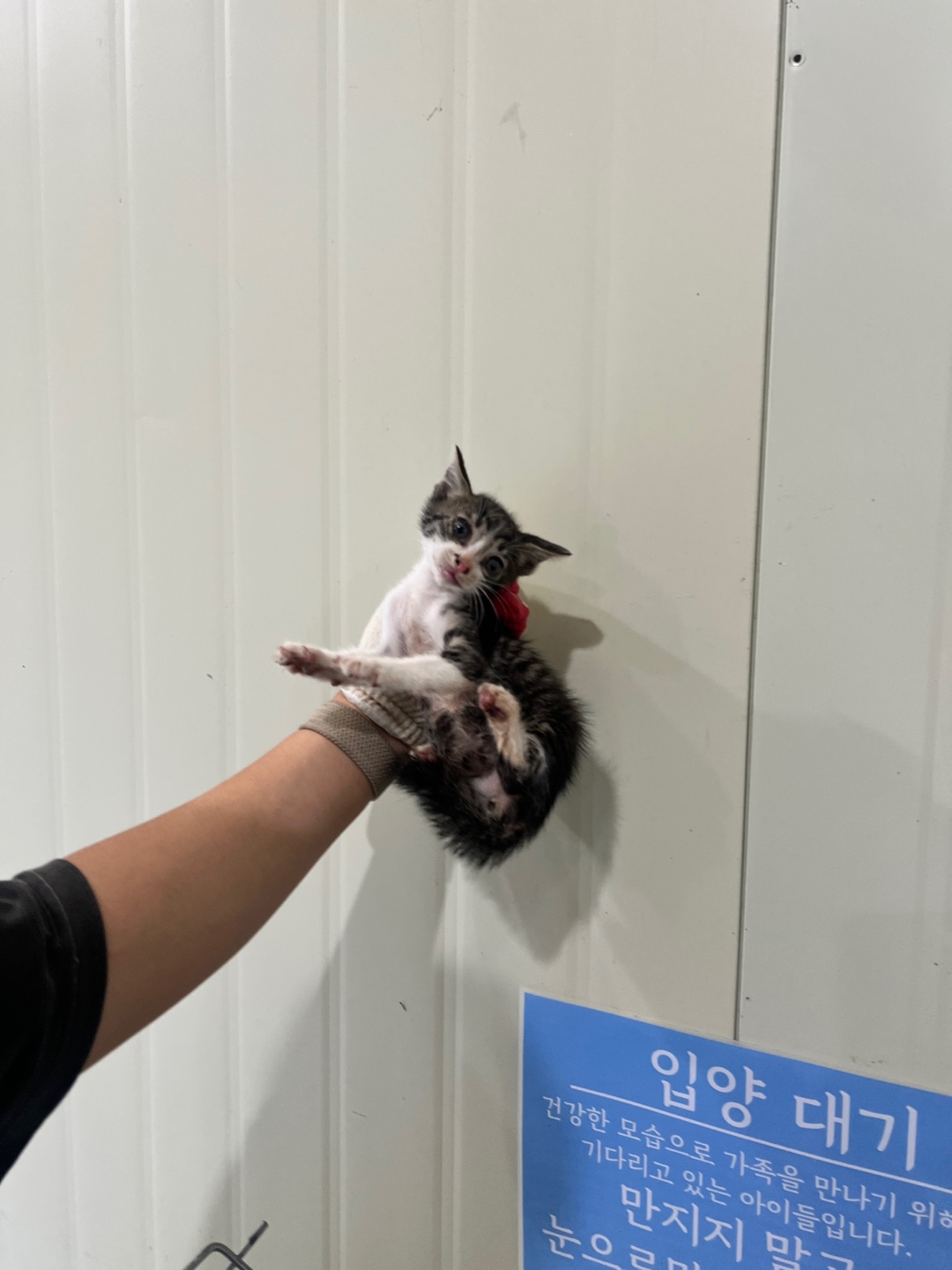 보호중 한국 고양이…