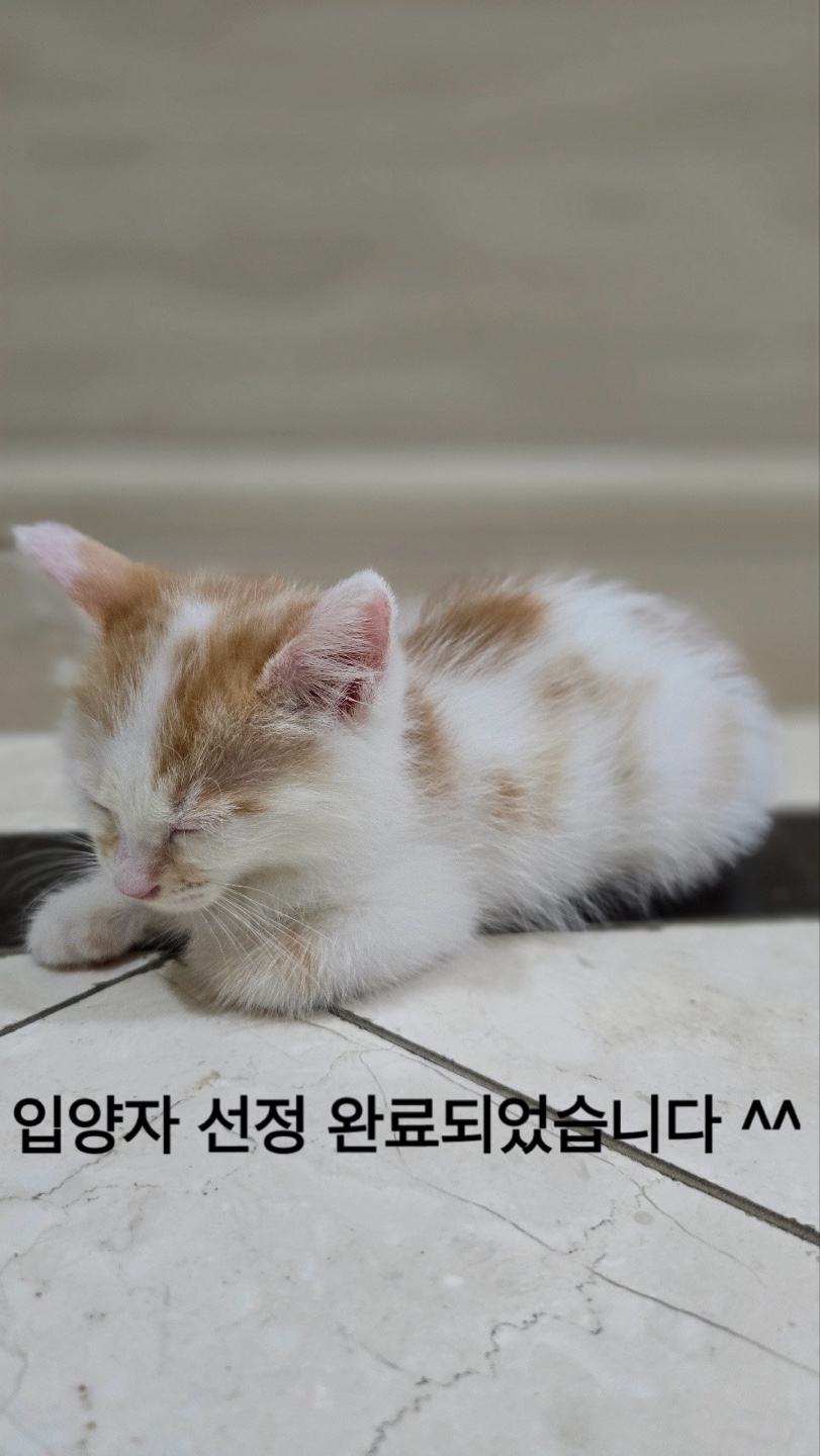 멘토동물병원_427346202400966