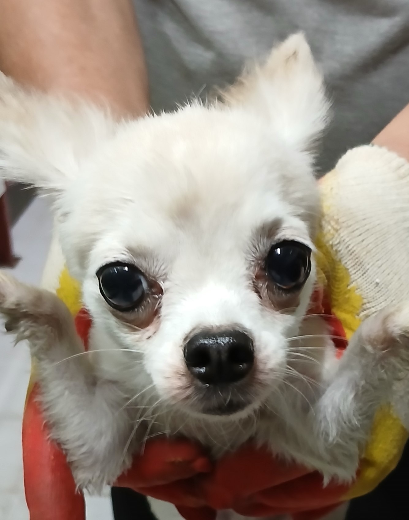 대구유기동물보호협회_427347202400762
