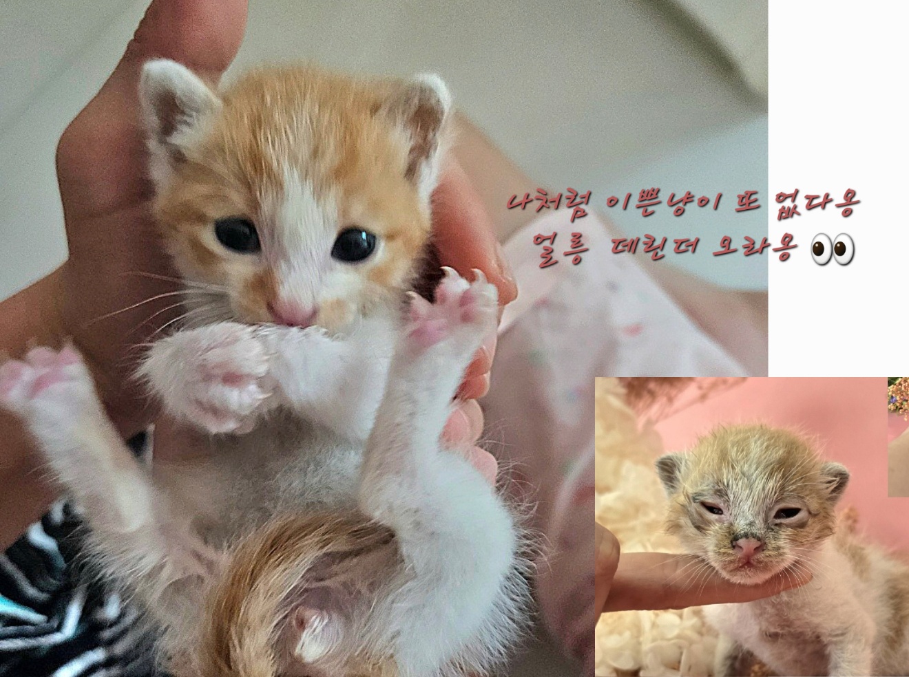 보호중 한국 고양이…