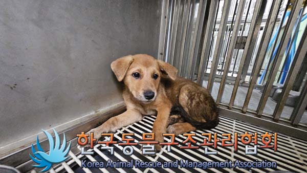한국동물구조관리협회_441414202400695