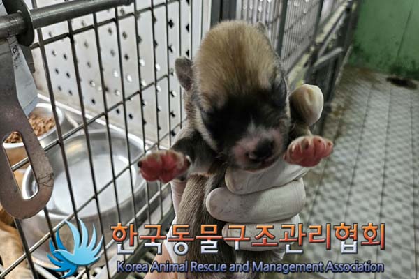 종료(자연사) 믹스…