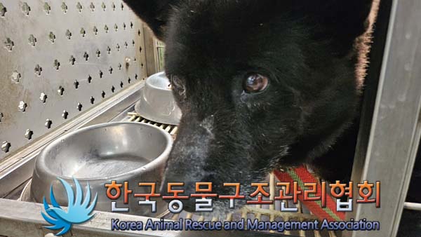 한국동물구조관리협회_441559202400944