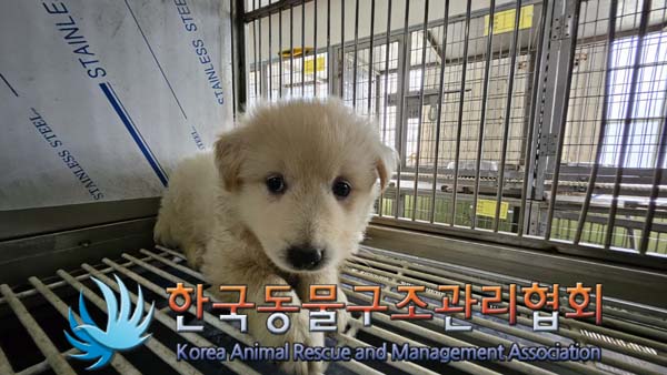 한국동물구조관리협회_441560202401101