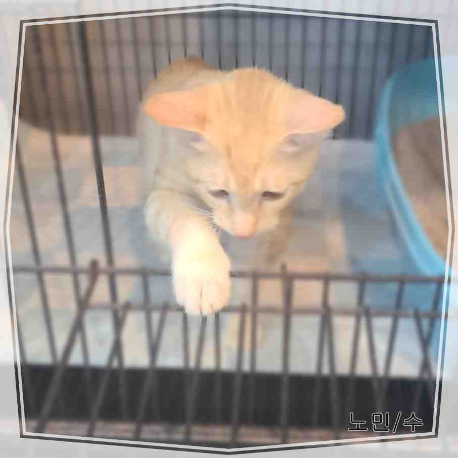 군산유기동물보호센터_445467202401614