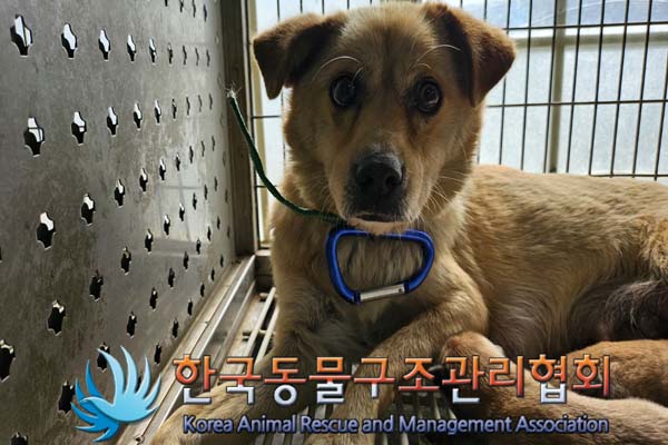 보호중 믹스견의 가…
