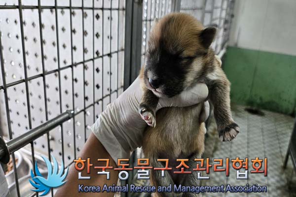 보호중 믹스견의 가…