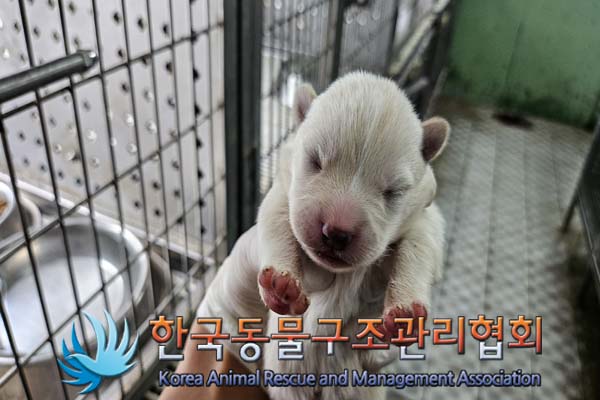 한국동물구조관리협회_441559202400950