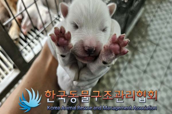 한국동물구조관리협회_441559202400948