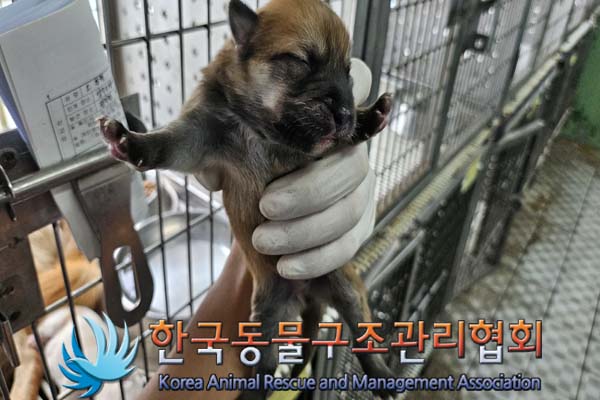 한국동물구조관리협회_441559202400949
