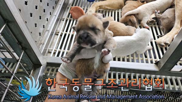 종료(자연사) 믹스…