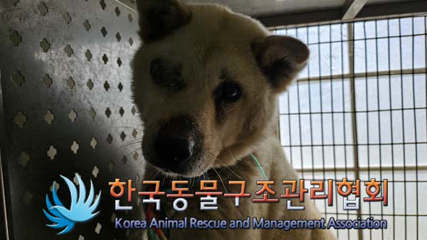 한국동물구조관리협회_441560202401100