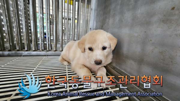 종료(자연사) 믹스…