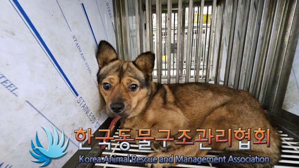 한국동물구조관리협회_441414202400697