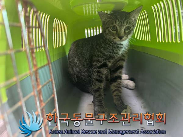 보호중 한국 고양이…