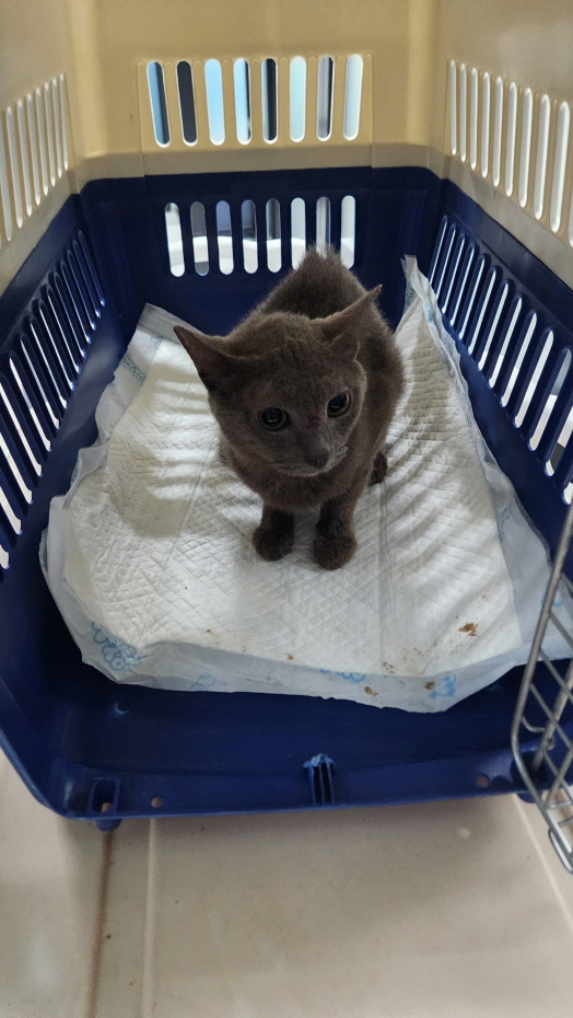 익산유기동물보호소_445468202402320
