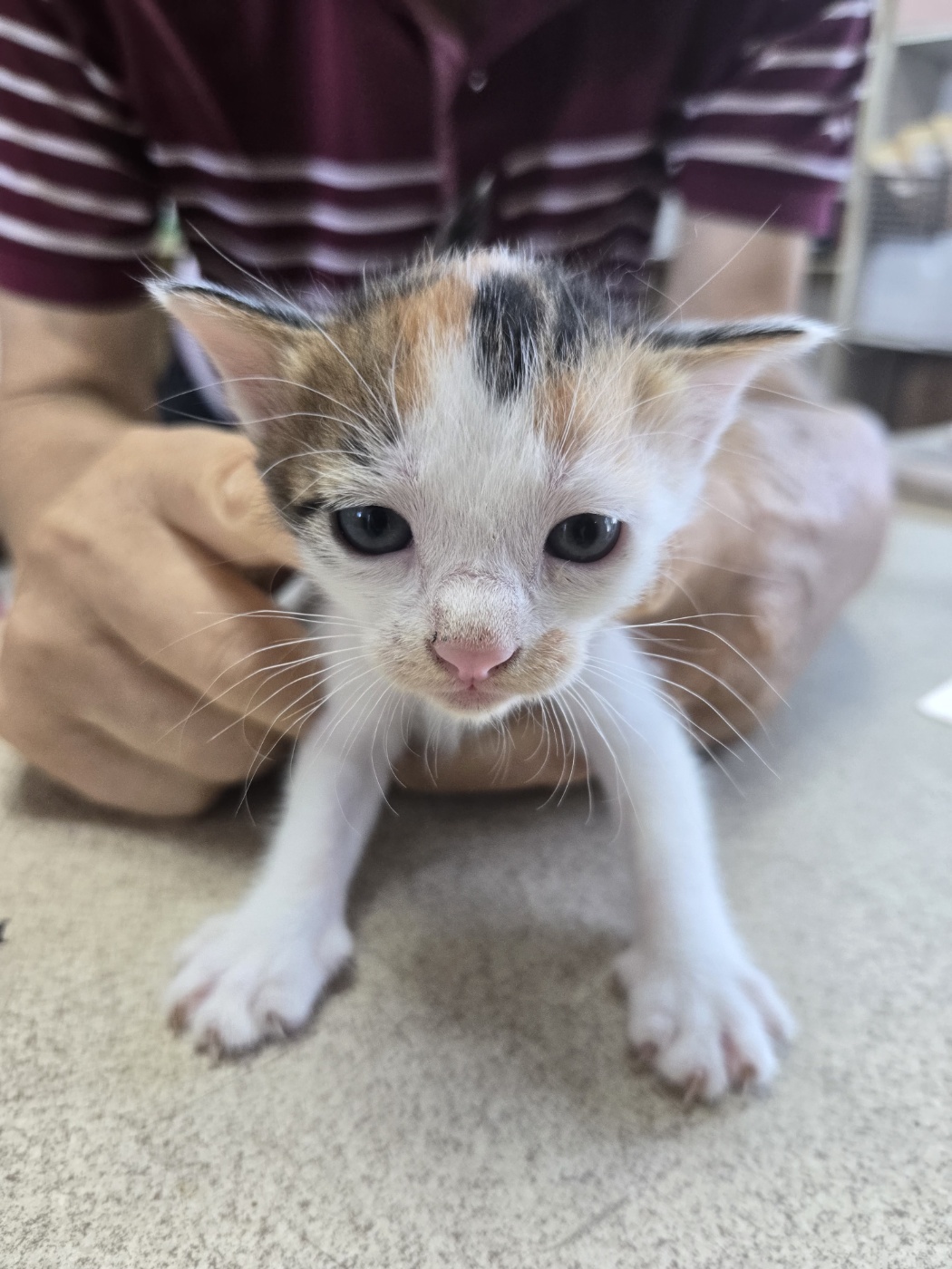 예산동물보호센터_444461202400596