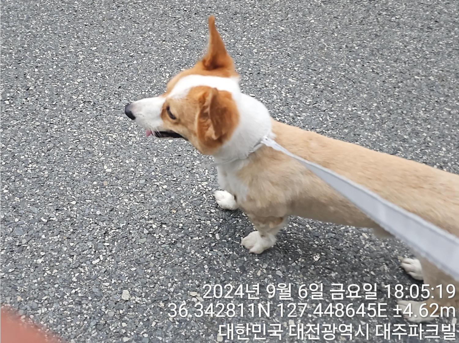 대전동물보호센터_430364202400678
