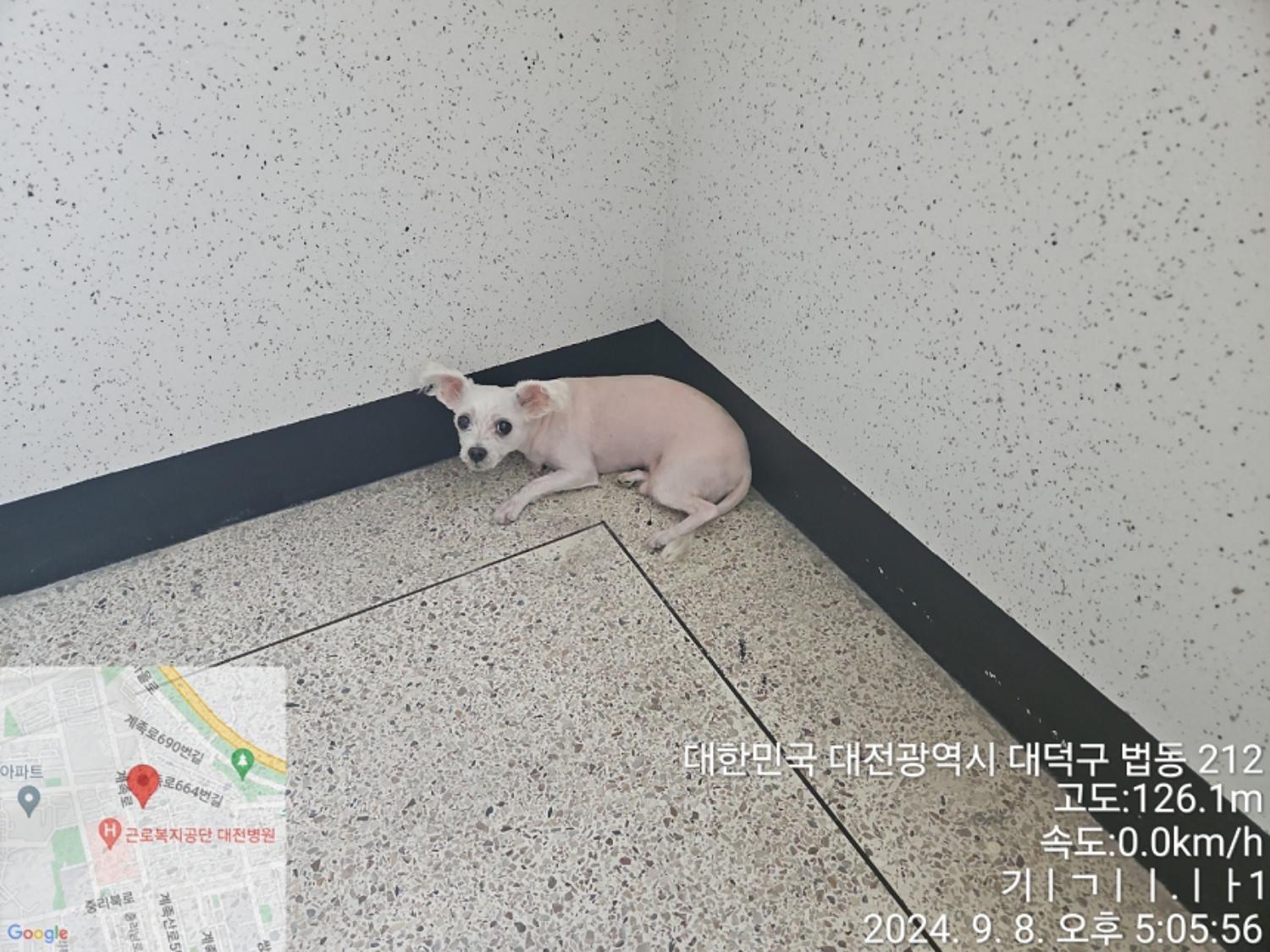 종료(반환) 말티즈…
