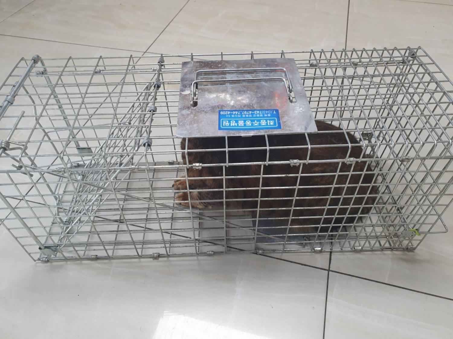 보호중 한국 고양이…