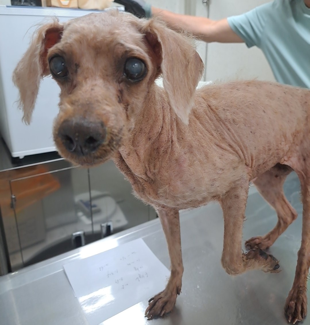 수원시 동물보호센터_441374202401084