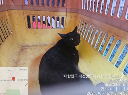 보호중 코숏의 가족…