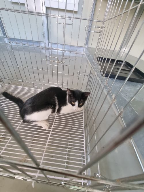 부안군 동물보호센터_445479202400926